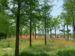 -上海长兴岛郊野公园