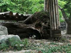-都江堰中华大熊猫苑
