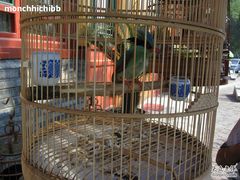 店外小鸟2-东兴顺爆肚张