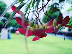 -宋庆龄幼儿园(虹梅路)