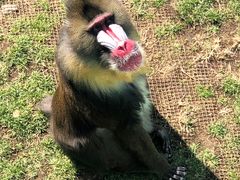 -西霞口神雕山野生动物世界