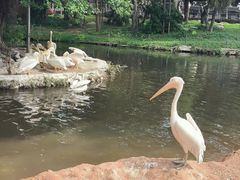 -深圳野生动物园