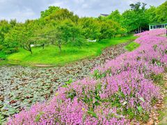 -花开海上生态园