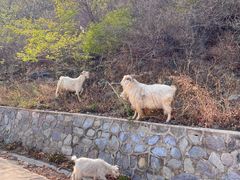 -北京西山国家森林公园