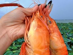 -七的湖·晚芳亭·阳澄湖农家菜·大闸蟹(莲花岛店)