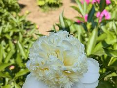 -东升八家郊野公园