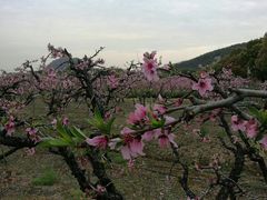 -桃花岛景观公园