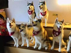 -Husky Go! 哈士奇体验馆·宠物咖啡厅狗咖
