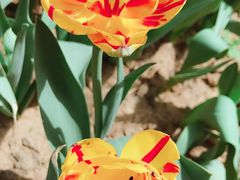 -洛阳郁金香牡丹园