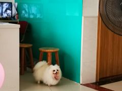 -乐琪宠物医院·犬猫专科·骨外科·急重症