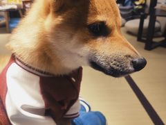-逗柴咖啡屋·狗咖猫咖宠物桌游