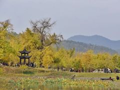 -千年银杏谷文化旅游区