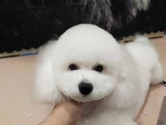 -全心全意连锁动物医院·微创中心·内科急重症·心脏专科(丰管路店)