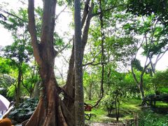-中国科学院西双版纳热带植物园