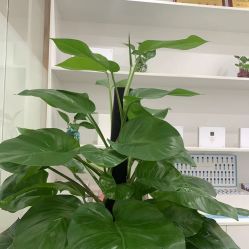 -苗院长皮肤管理中心