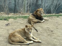 -北京野生动物园