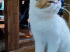 -猫小院猫主题餐厅(南锣旗舰店)