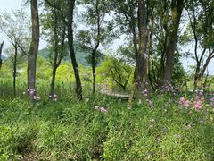 -西湖风景区-江洋畈生态公园