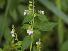 -天芳悦潭度假村温泉