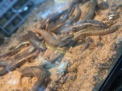 -青石桥花鸟鱼虫市场(叠翠城店)