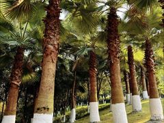 -重庆中央公园(渝北区)