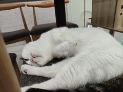 -喵园·猫主题咖啡厅·撸猫·猫咖(国贸店)