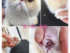 -宠小格时尚宠物生活馆(唐镇店)