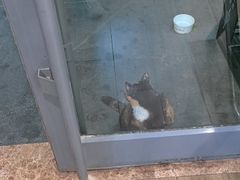 -爱侣·安琦尔宠物医院·中兽医针灸·心内科·狂犬免疫点(宝山区院)