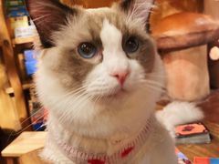 -猫猫幼稚园·撸猫·桌游·电玩