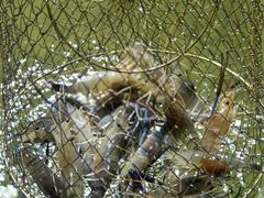 -光头佬钓虾场·烧烤·聚餐·亲子(金沙洲店)