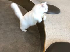 -飞行喵MR PILOT|猫舍·猫咖(静安大融城店)