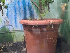 -上海大自然野生昆虫馆(东方明珠·爬宠昆虫探索中心)