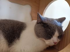 -猫にゃん · 猫的隐藏屋猫咖(麦地旗舰店)
