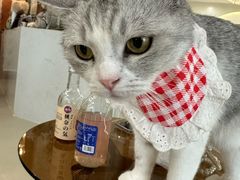 -共舞时光猫咖·狗咖(新街口店)