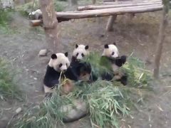 -都江堰中华大熊猫苑