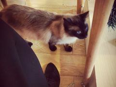 -Cappucimeow猫咪咖啡馆(韦伯时代店)