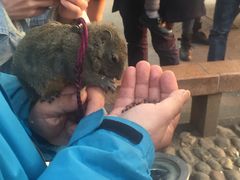 -西湖外事游船(湖滨二公园外事游船码头)