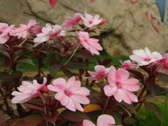 -全国青少年井冈山革命传统教育基地