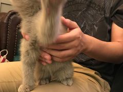 -猫大福·Fortune Cat猫舍(百子湾店)