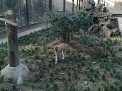 -石家庄市动物园