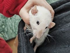 -爱侣宠医·鹦鹉专科·小型哺乳类·异宠专科(灵石路店)