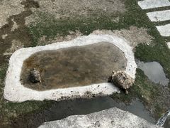-广东惠东海龟国家级自然保护区