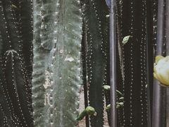 -南山植物园