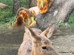 -深圳野生动物园