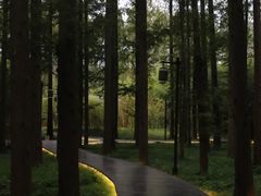 -黄海国家森林公园