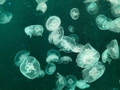 -上海海洋水族馆