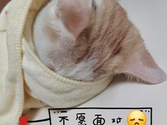 -谐和贝康宠物医院24小时·宠保定点(急重症转诊中心)