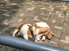 -长白岛森林公园