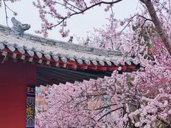 -桃花堤公园