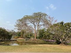 -中国科学院西双版纳热带植物园